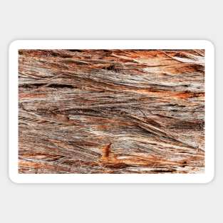 Rustic Orange Stringy Bark Tree Sticker